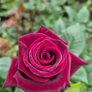 Black Baccara