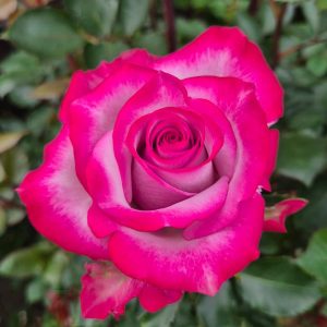 Deep Purple