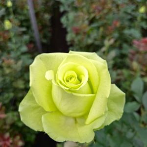 Green Romance