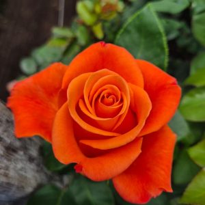 Orange Crush