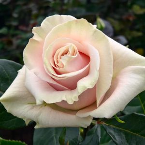 Pink Mondial