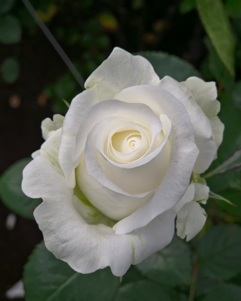 Akito Rose