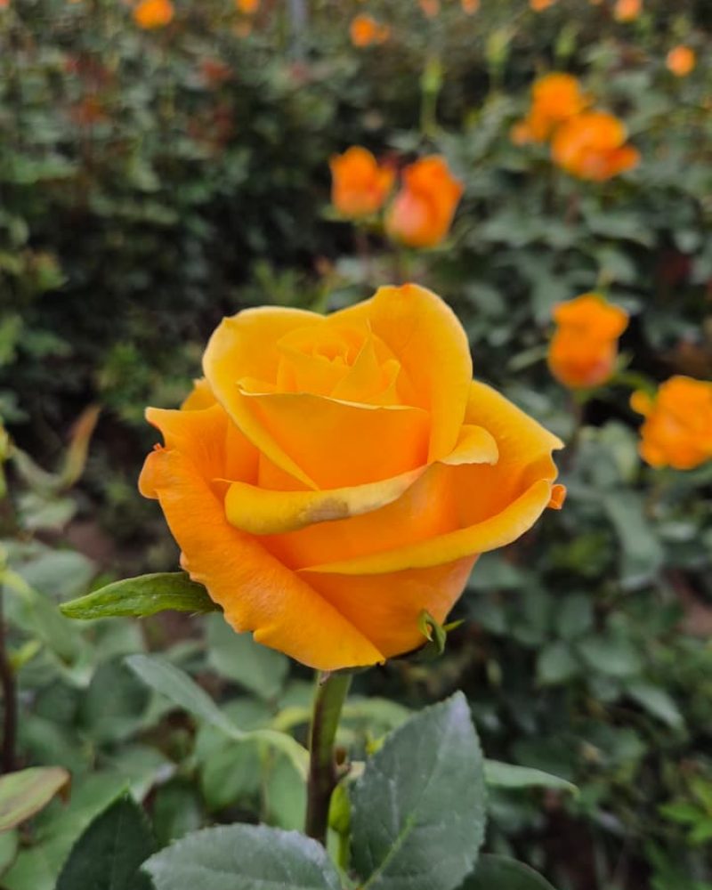 Aloha Rose