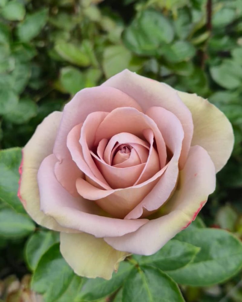 Amnesia Rose 1