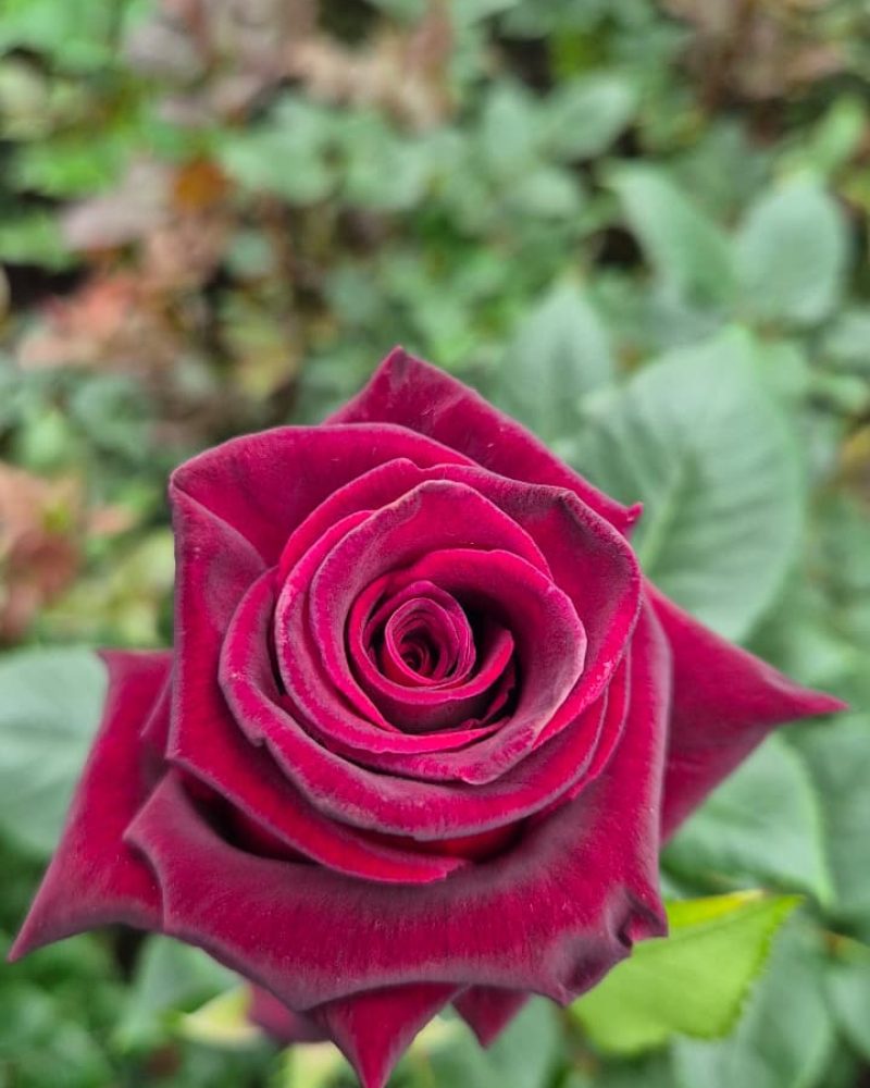 Black Baccara rose 1