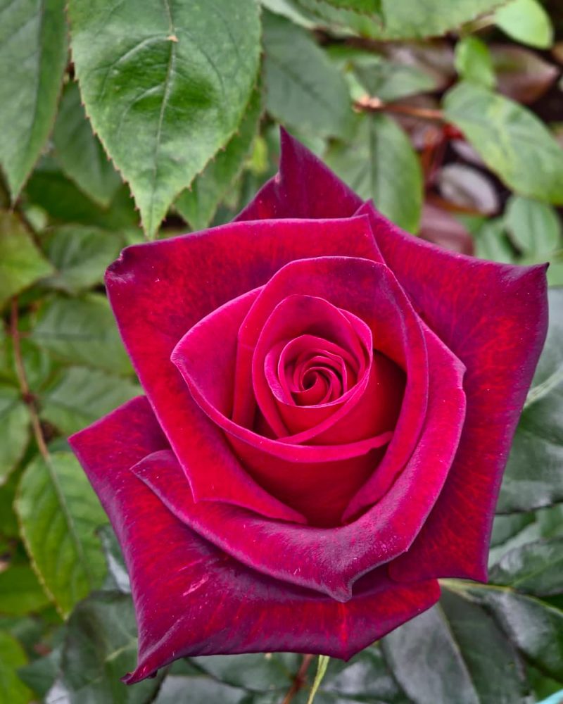 Black Magic Rose 1