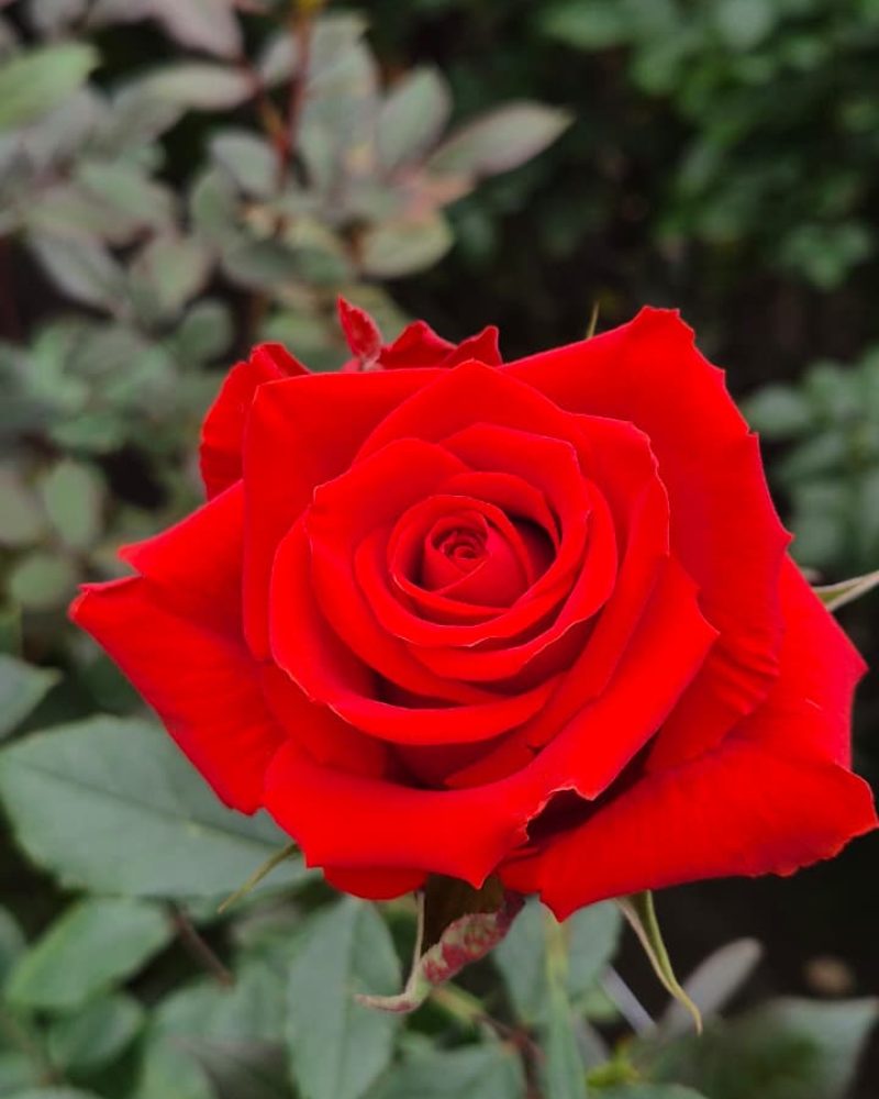 Born Happy Rose 1