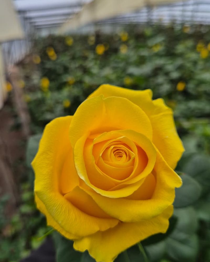 Brighton Rose