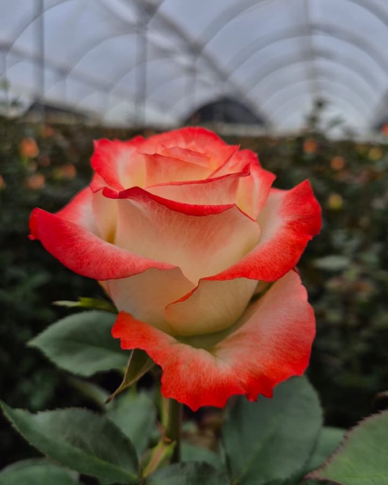 Cabaret Rose