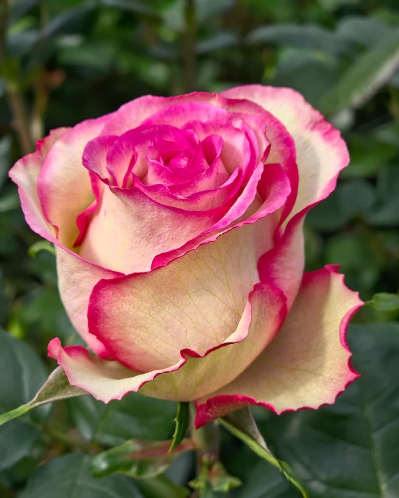 Carrousel rose 1m