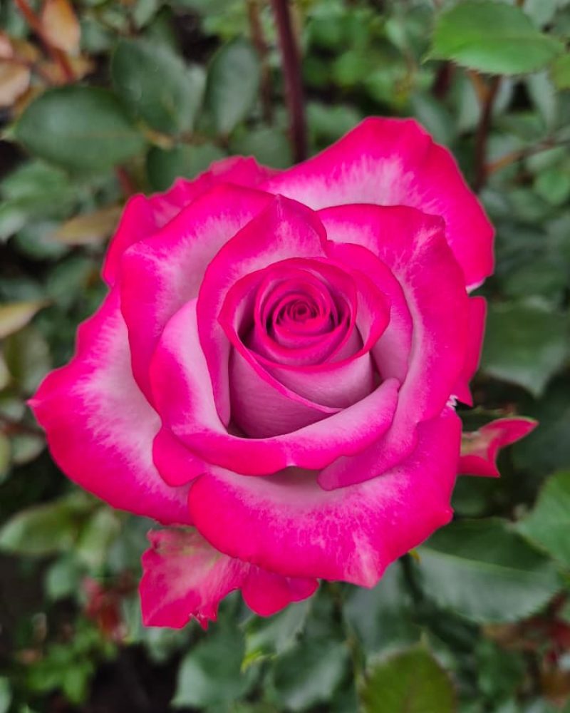 Deep Purple Rose 1