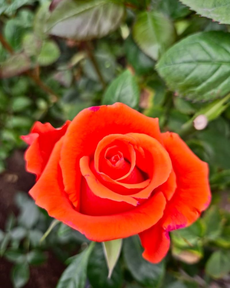 Dragon Tale Rose1