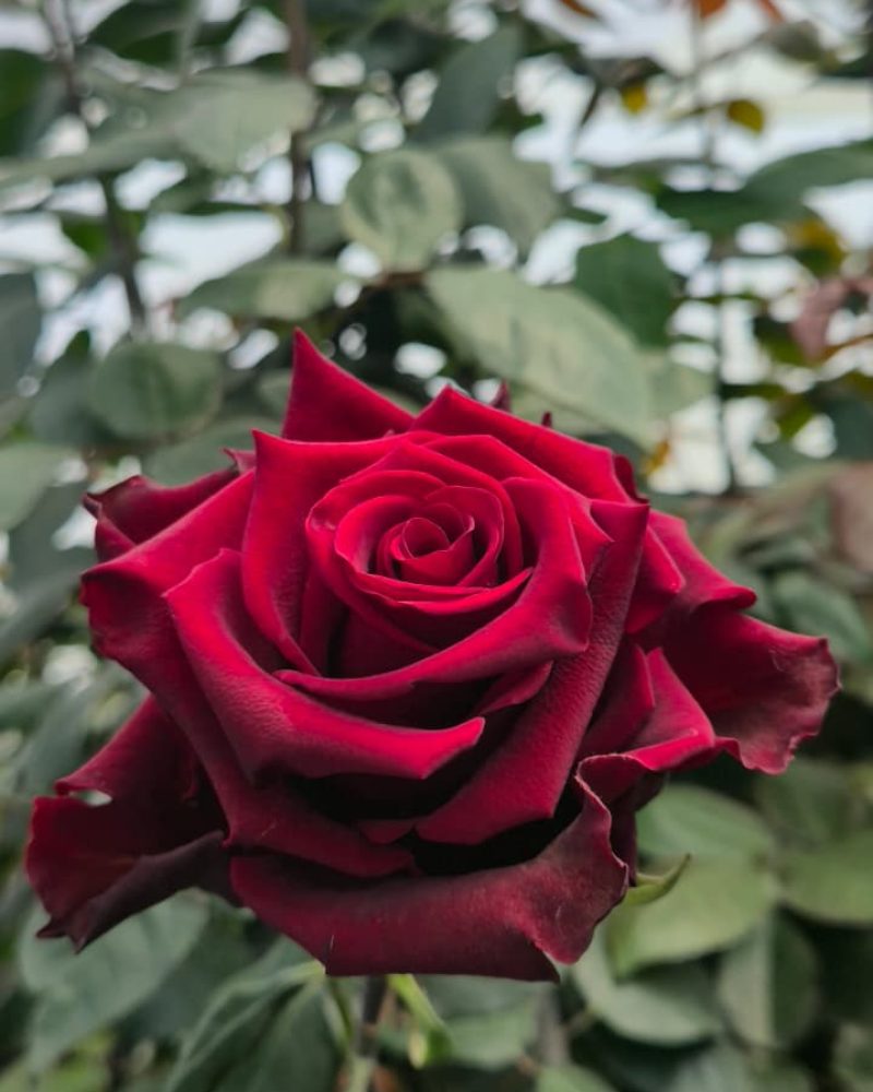 Explorer Rose