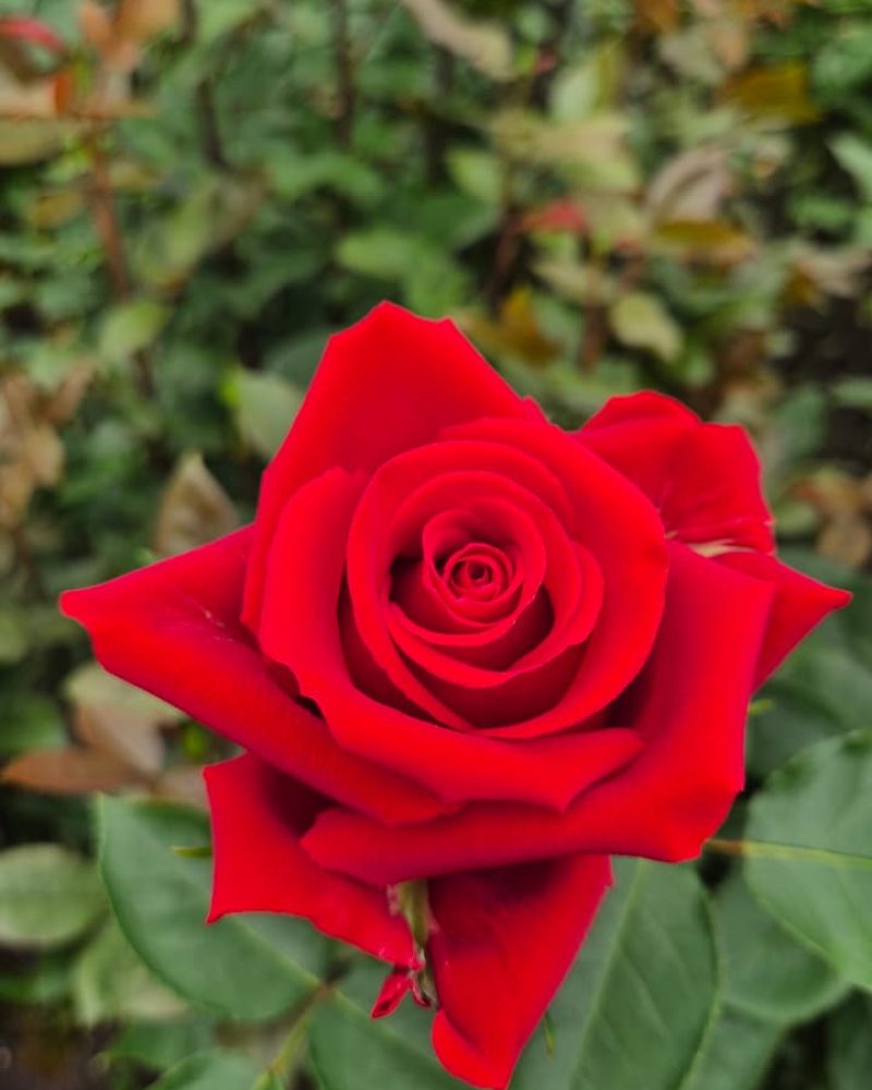 Fortune Rose 1