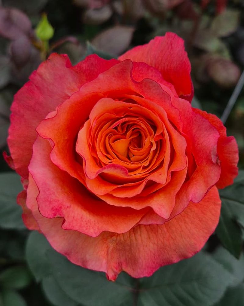 Free Spirit Rose m1