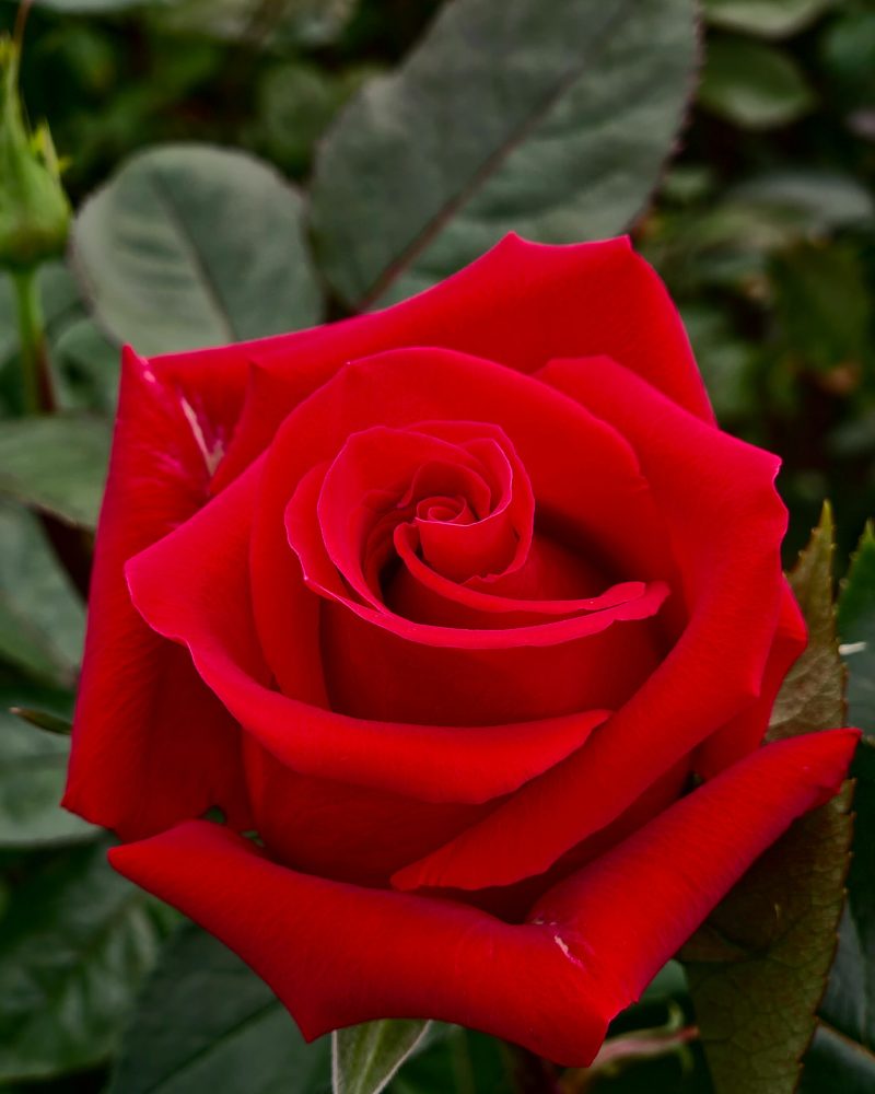 Freedom-rose1