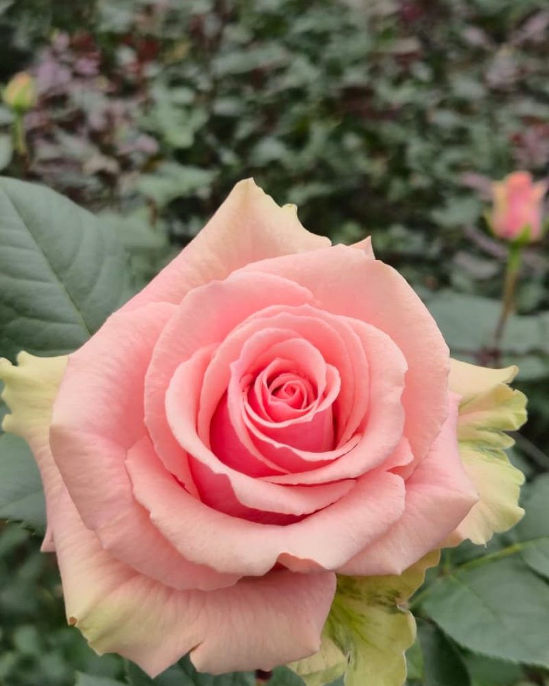 Geraldine Rose 1