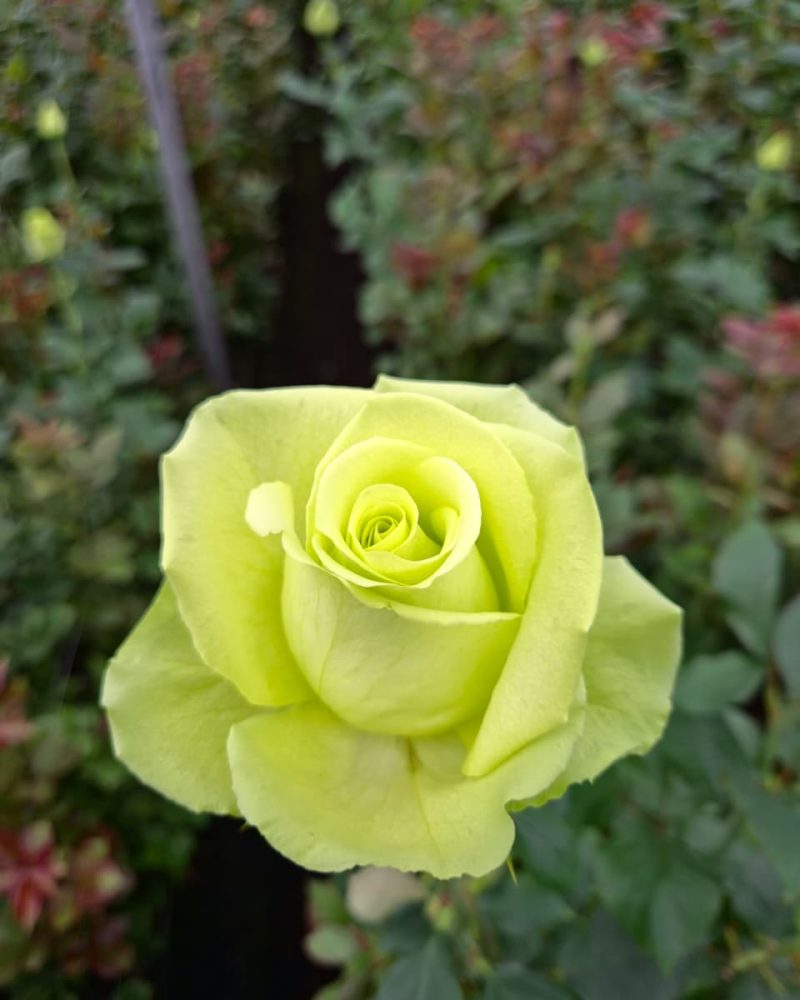 Green Romance Rose 1