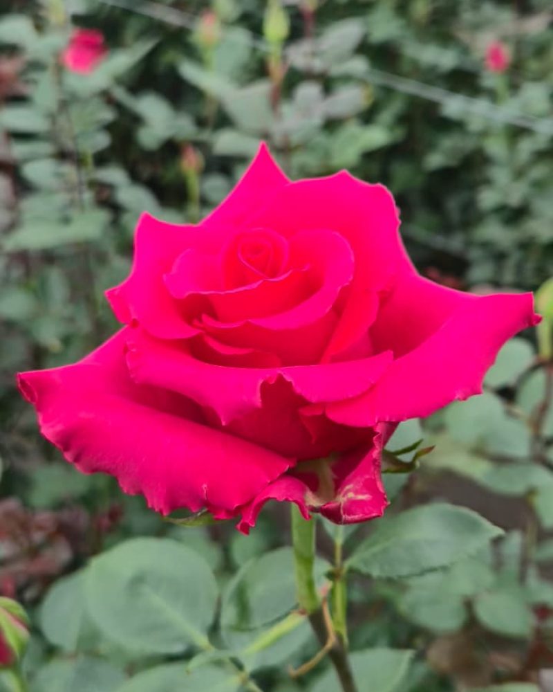 Jacaranda Rose