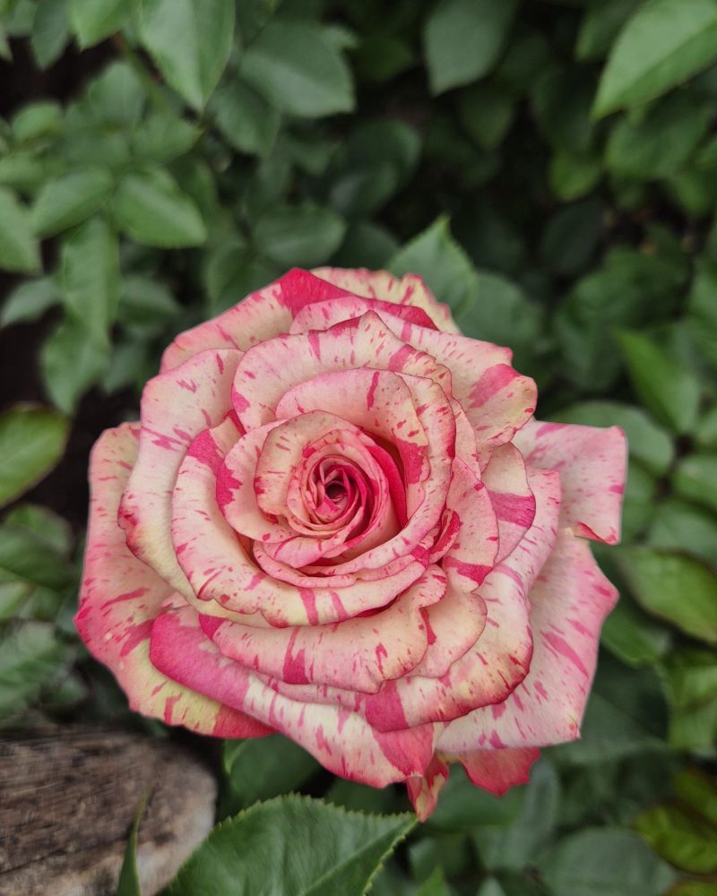 Magic Times- rose1