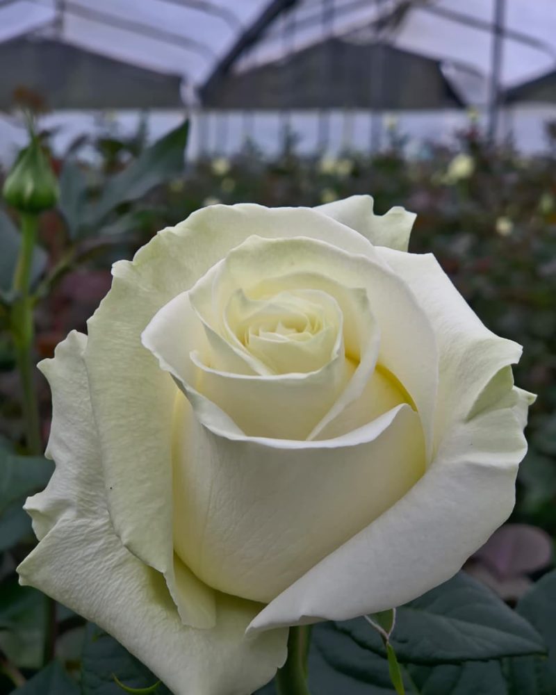 Mondial Rose 1