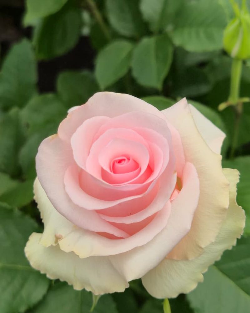 Nena Rose 1
