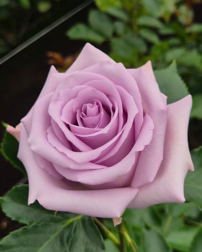 Ocean Song Rose 1