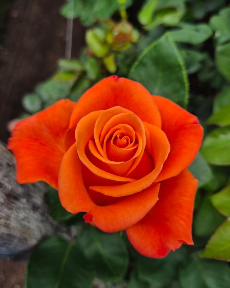 Orange Crush Rose 1
