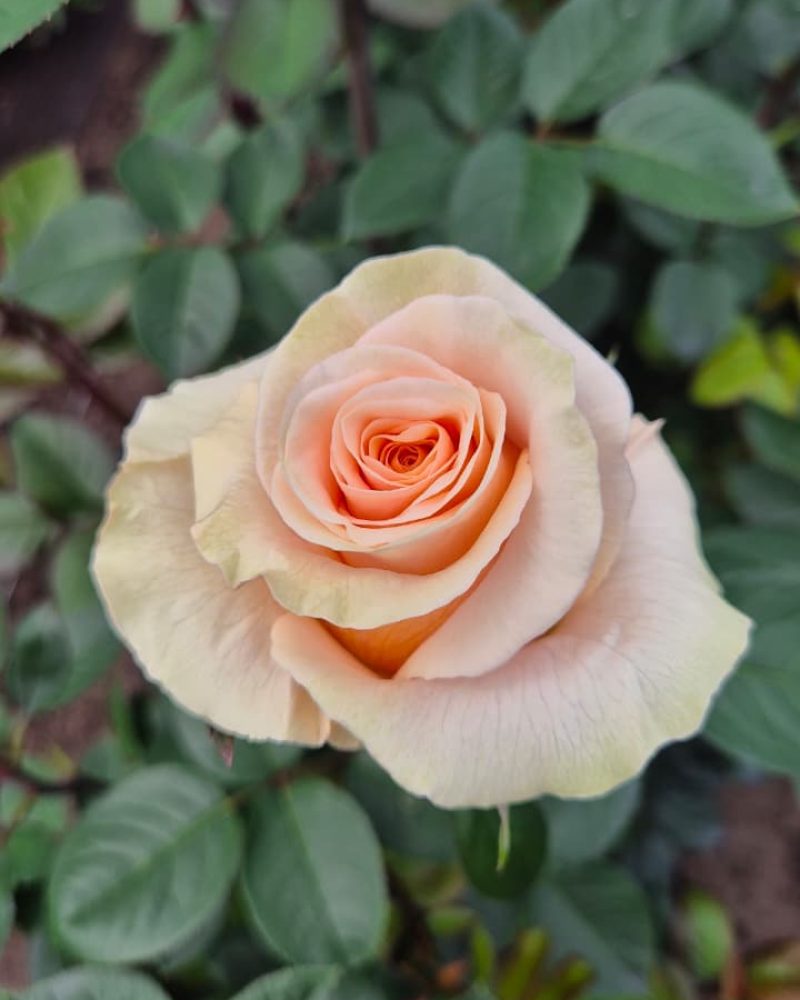 Phoenix Rose 1