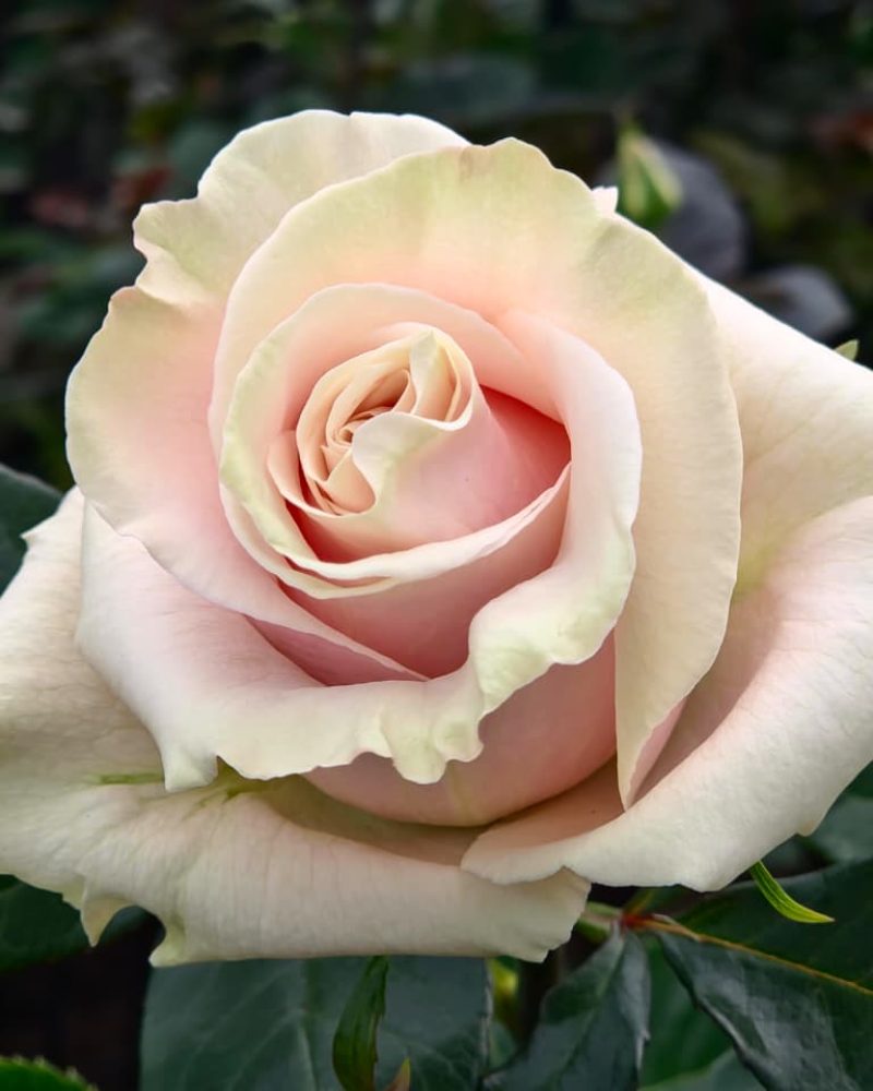 Pink Mondial Rose