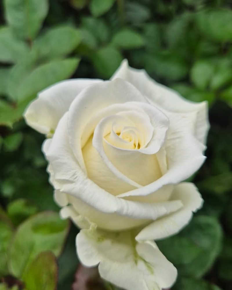 Playa Blanca Rose1