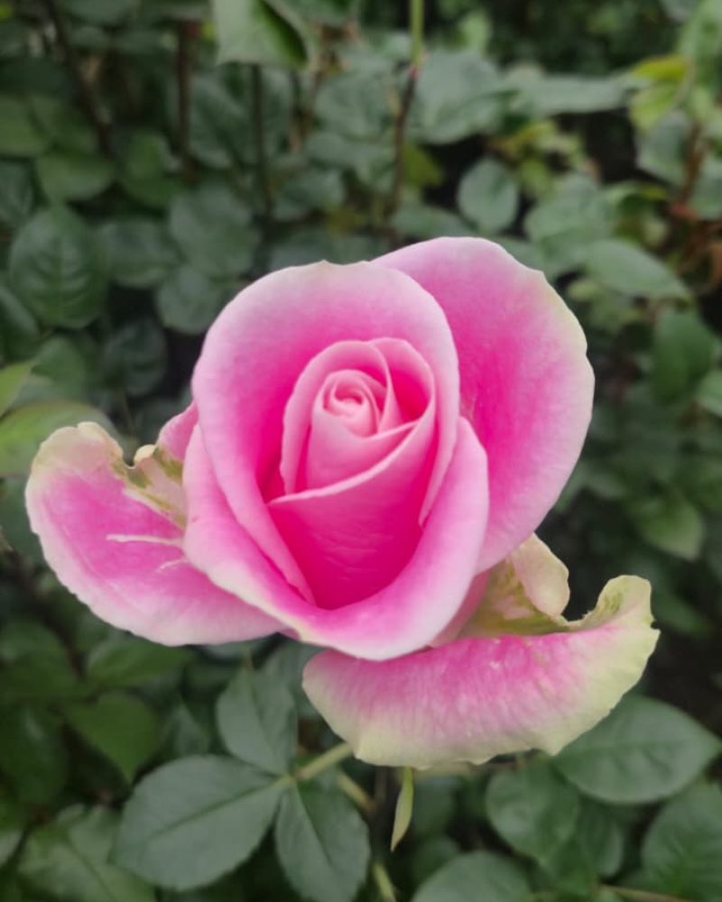 Rosita Vendela Rose1