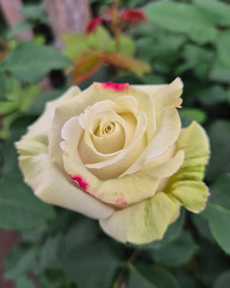 Sahara Rose 1