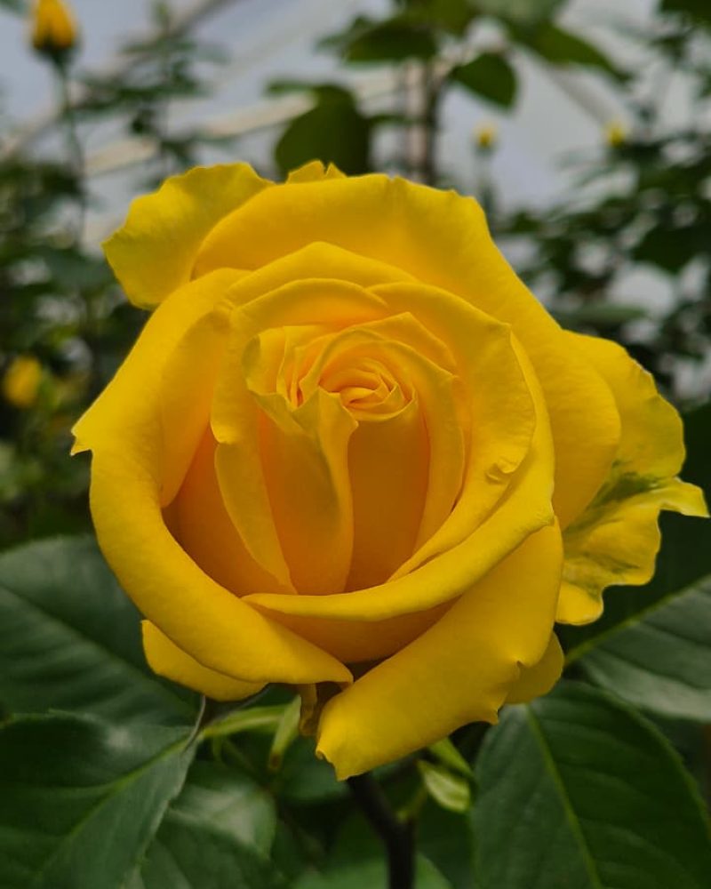 Super Sun Rose 1