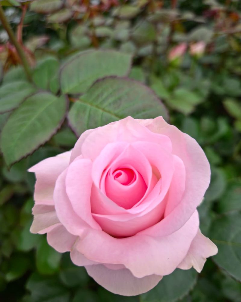 Sweet Akito Rose 1