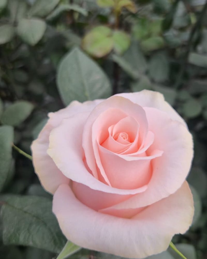 Sweet Beat Rose