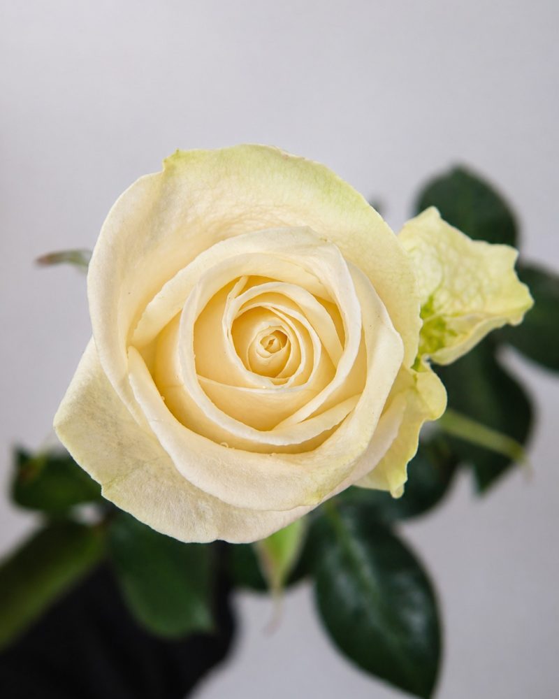 Vendela Rose 3
