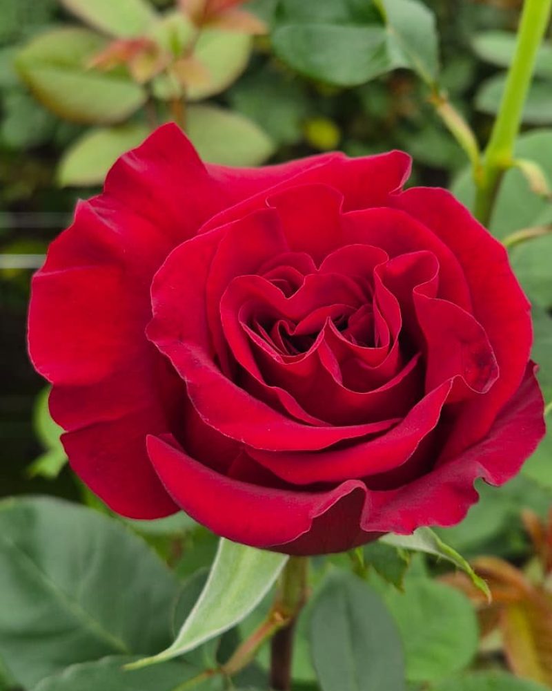 hearts Rose mejor1